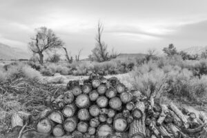 Invasive Garden Tamarisks