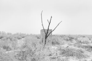 Tree and Warehouse Structure