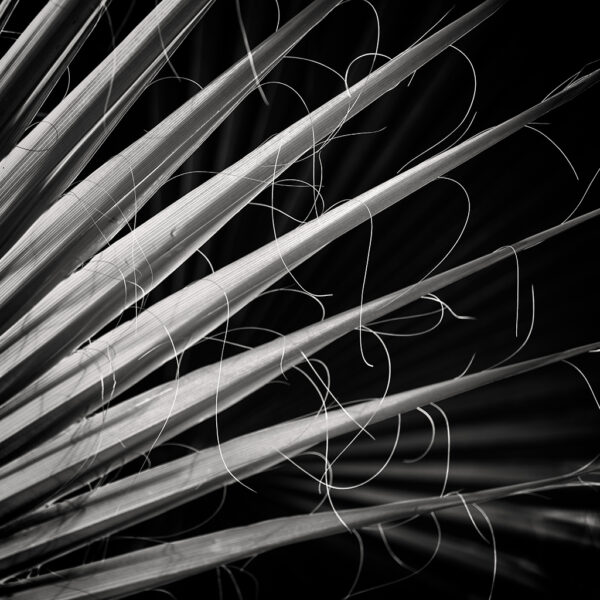 Oasis of Abstraction