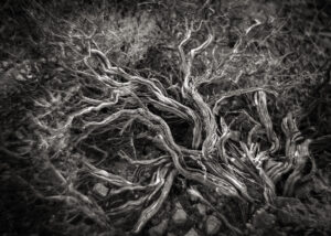 Old Growth Buckwheat