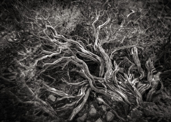 Old Growth Buckwheat