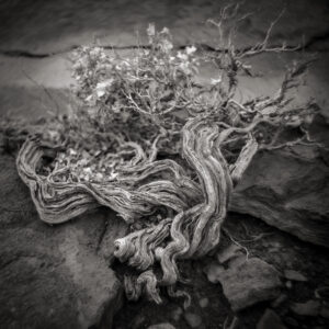 Old Growth Desert Holly