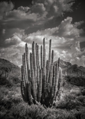 Pride of the Ajo