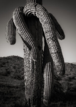 The Indecorous Saguaro