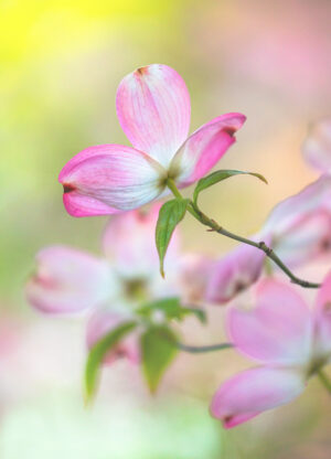 Capitol Park Flowering Dogwood