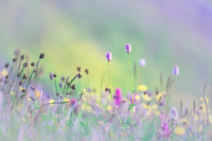 Abundance of Colorado Wildflowers