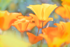 Antelope Valley Poppy 1