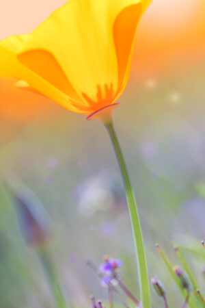 Antelope Valley Poppy 2