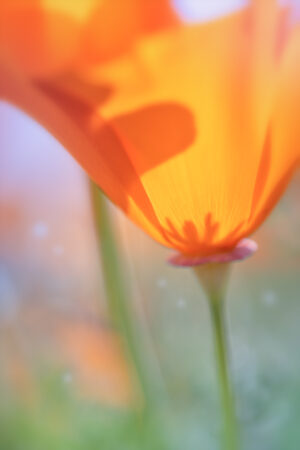 Antelope Valley Poppy 3