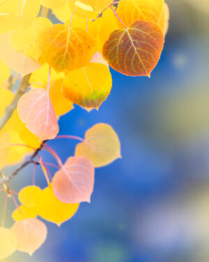 Aspen Branch, Eastern Sierra
