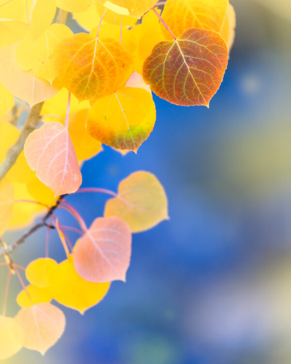 Aspen Branch, Eastern Sierra
