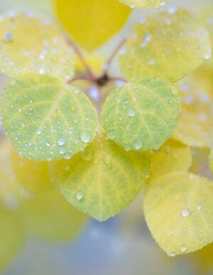 Aspen Raindrops 2, Ruby Mountains
