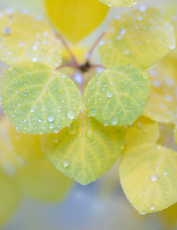 Aspen Raindrops 2, Ruby Mountains