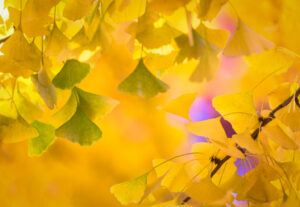 Autumn Gingko, Downtown Sacramento