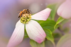 Backyard Bee on a Dogwood Tree