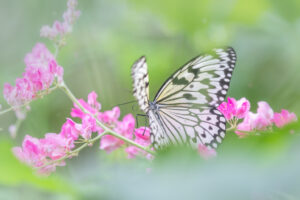 Butterfly and Flower Blossom