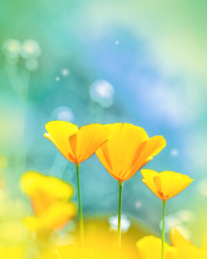California Poppies, Calaveras County