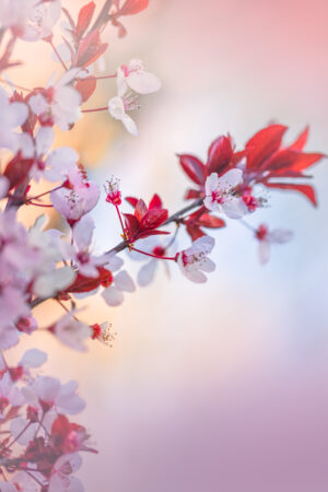 Cherry Blossom Branch