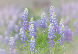 Dancing Lupine, Grand Teton NP