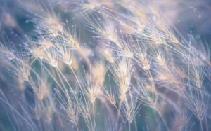 Dew Drop Grass 1