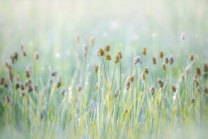 Dew Drop Grass 3, Grand Teton NP