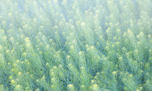 Flixweed Prairie Grass
