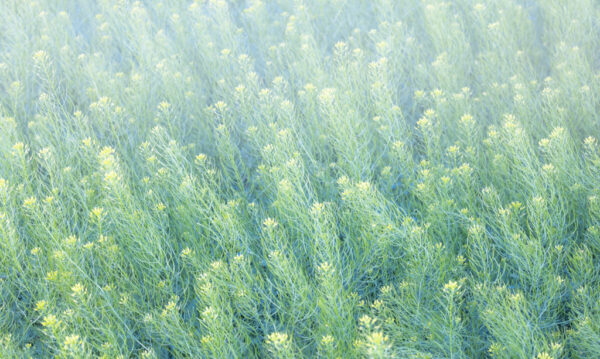 Flixweed Prairie Grass