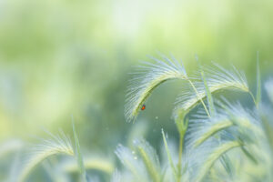 Ladybug, Jensen Botanical Garden