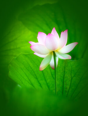 Lotus and Fanned Leaves, McKinley Park