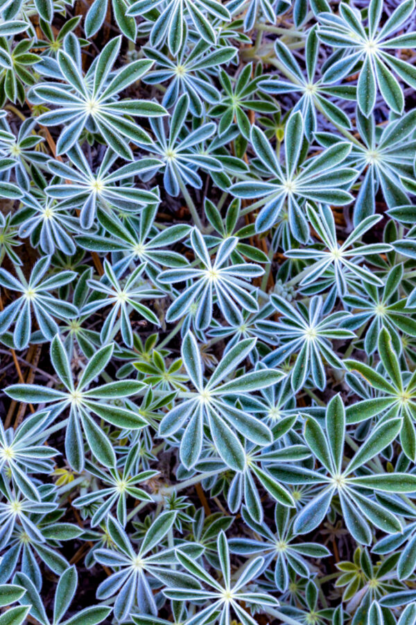 Lupine Leaves, Yosemite National Park