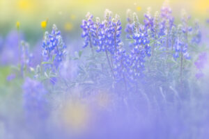 Lupine Meadows Purple and Yellow