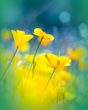 Poppies and White Flowers
