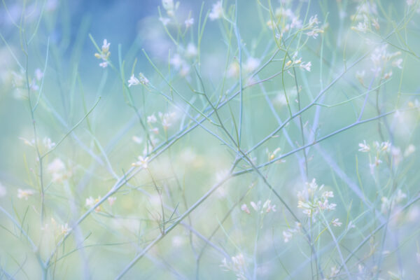 Sierra Meadow Botanical
