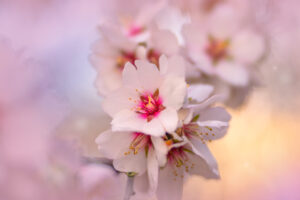 Almond Orchard Blossom, Yolo County
