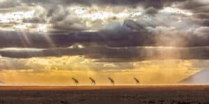Nancy Chadwick - Journey