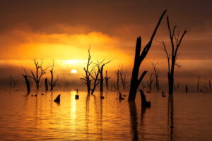 Garry Everett – Ghost Gums