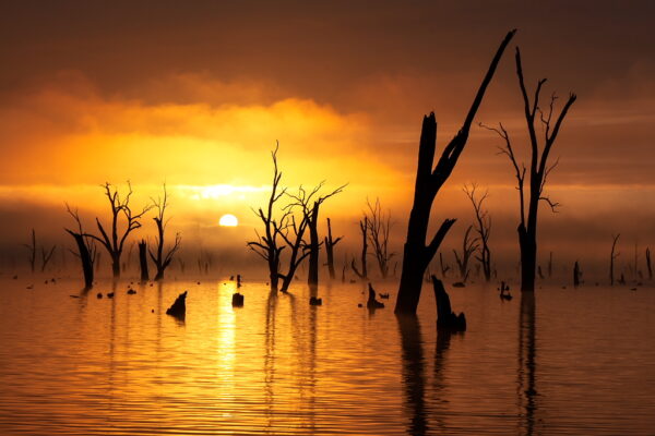 Garry Everett – Ghost Gums