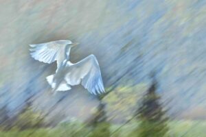 Laurie Gallant – A Moment in Time