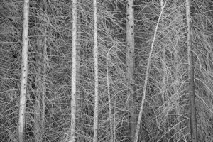 Tom Johnson – Bare Trees, Yosemite Valley