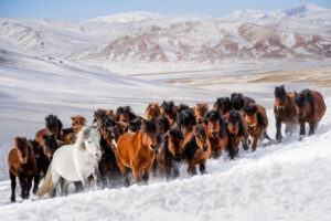 Jan Lightfoot – Mongolian Horses in Winter Range