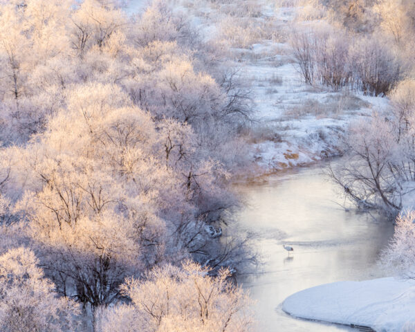 Michele McCormick – Winter Dawn on the Kushiro River