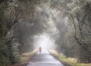 Susan Scholey – Early Morning Walk