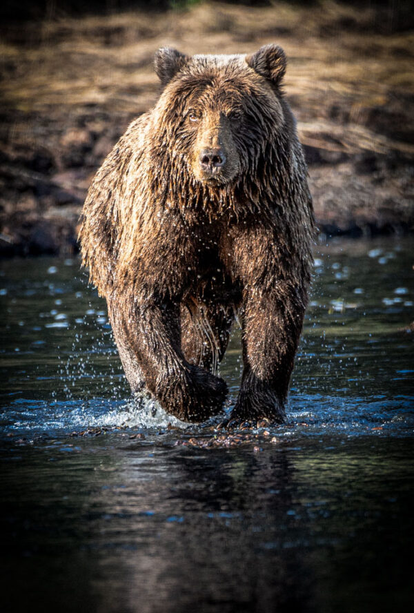 Esther Blanco Booth – Alaskan Brown Bear