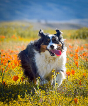 Esther Blanco Booth – Poppies and Smiles