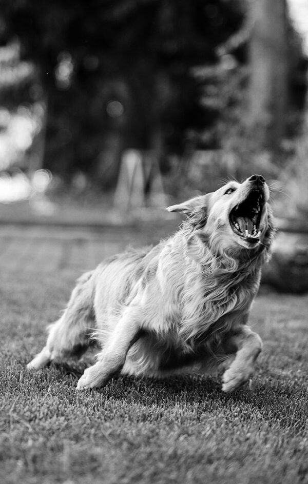 Nathan Fornito – Clover the Retriever