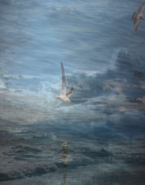 Beverly Page – Land,Ocean and Birds