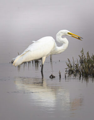 Paolo Pareto – An Egret Ingest