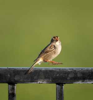 Christopher Scurlock – Jumping Sparrow