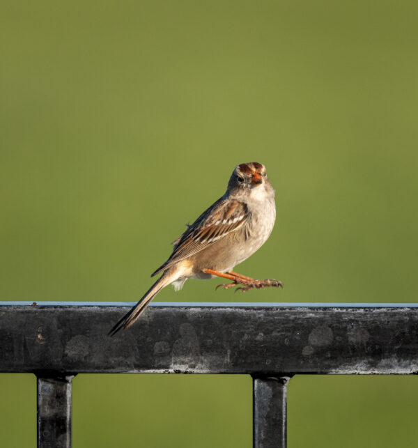 Christopher Scurlock – Jumping Sparrow