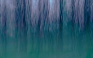 Sabina Zildzic - forest